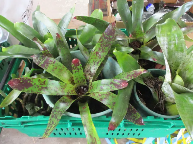 Bromiliads Image 1++